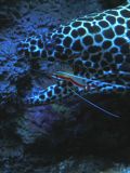 Costa Rica Marine Life