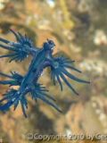 The Colorful Life of Costa Rica’s Nudibranch