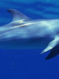 Dolphins of Costa Rica