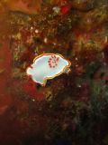 Nudibranchs