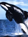 Orca Whales