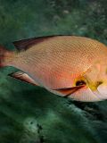 Snappers in Costa Rica