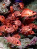Squirrel Fish