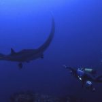 Scuba Diving in Costa Rica