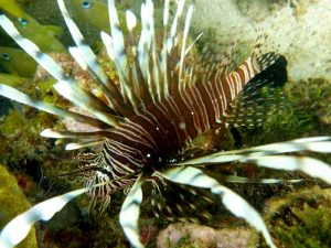 cahuita-scuba-diving Scuba diving at the reef in Cahuita, Costa Rica - a Lionfish!