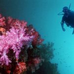 Diving Courses in Costa Rica