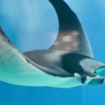 Marine Life on the Caribbean Coast of Costa Rica