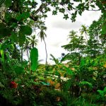 Pirate Cove – Your Chance to Explore the Pacific’s Charming Scuba Spots