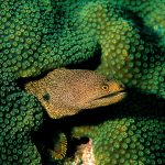 Abbott’s Moray Eel