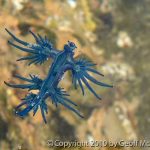 Nudibranchs