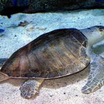 Olive Ridley Sea Turtles