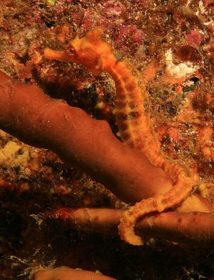 Seahorse Photo