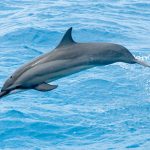 Costa Rican Spinner Dolphins