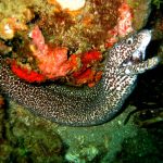 Spotted Moray Eels