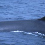 Sei Whales