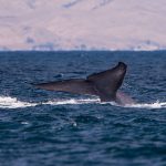 Blue Whale in Costa Rica