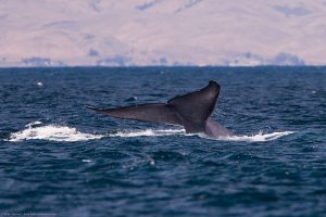Blue Whale Tail
