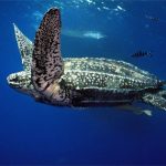 Leatherback Sea Turtles