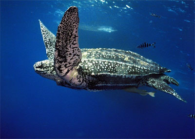leatherback