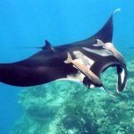 Manta Rays