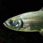 Pacific Tarpon
