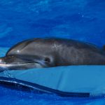 Bottlenose Dolphins in Costa Rica