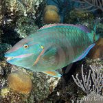 Parrotfish, Costa Rica