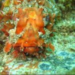 Scorpion Fish, Costa Rica