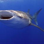 The Whale Shark: Monstrous or Docile?