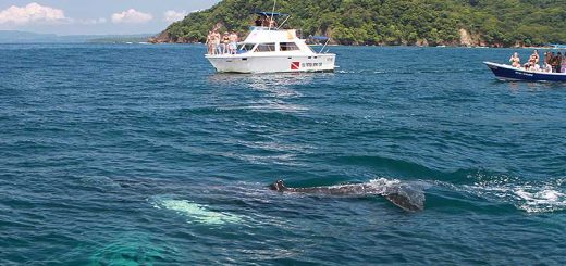 Humpback whale