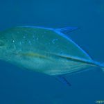 Blue-Spotted Jack