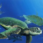 Green Sea Turtles