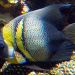 Cortez Angelfish