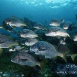 Grunt Fish