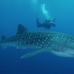 Ocotal Diving