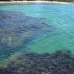 Reef Runner Divers