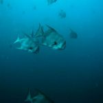 The Spadefish