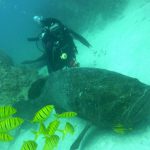 A Mad Day of Diving at Caño Island
