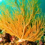 Caño Island Photo Gallery
