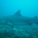 Scary Shark