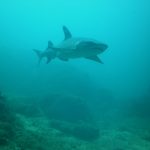 Shark in Costa Rica