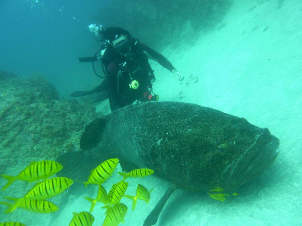 Goliath-Sea-Bass
