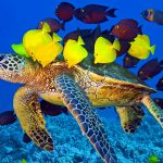 Hawksbill Sea Turtle
