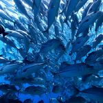 Deep Diving in the Offshore Pinnacles of Veinte Seis, Costa Rica