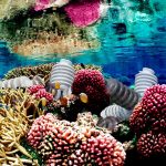 Is it possible to make an Artificial Reef out of Costa Rica’s Electrical Grid Waste?