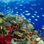 What is a Healthy Coral Reef System?