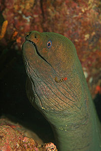 Photo courtesy from Wikipedia