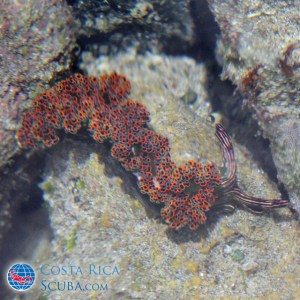 nudibranch-costa-rica
