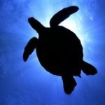 Sea Turtles of Costa Rica