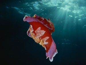 A Swimming Spanish Dancer. Photo courtesy from National Geographic.